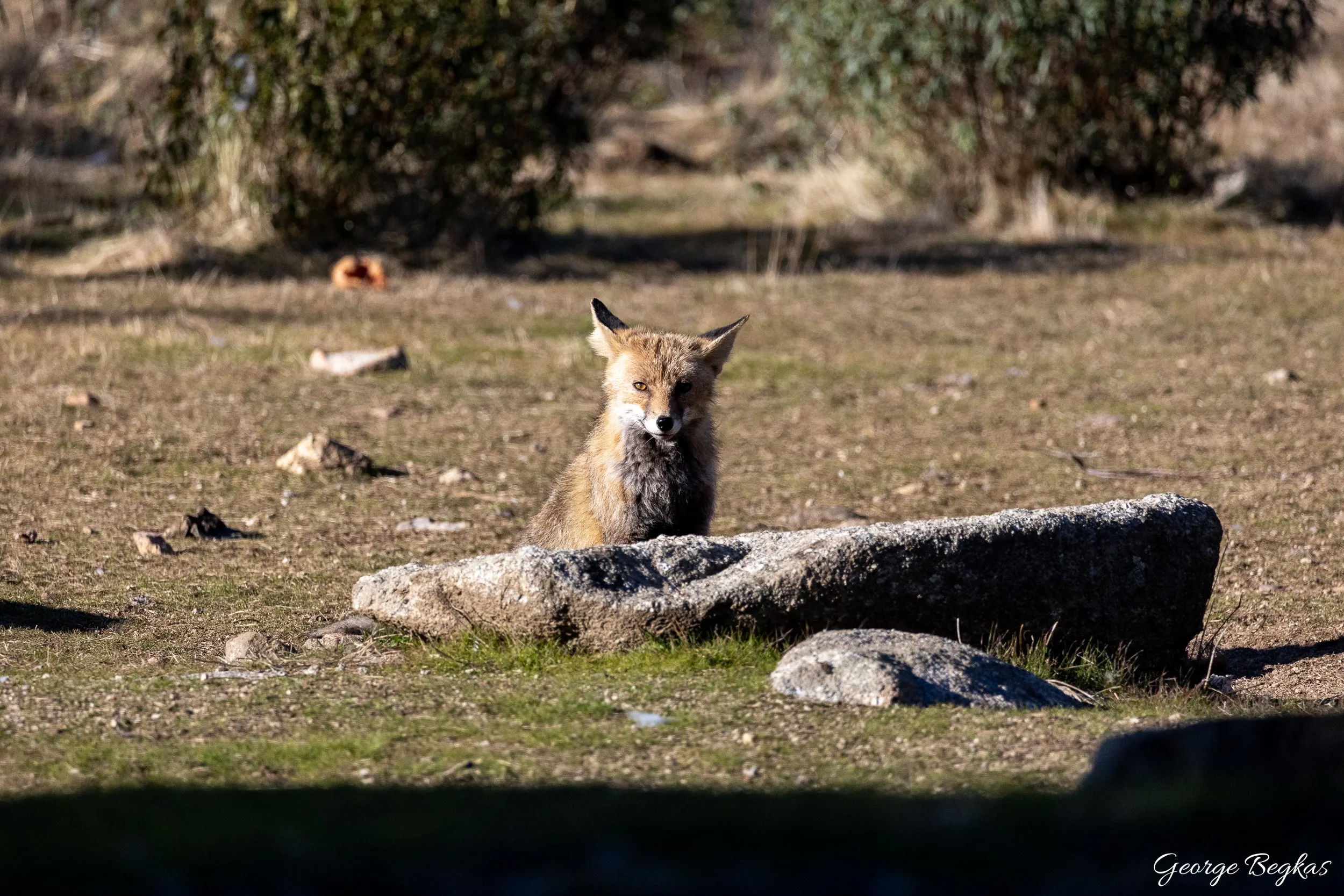 Iberian Wildlife — 89