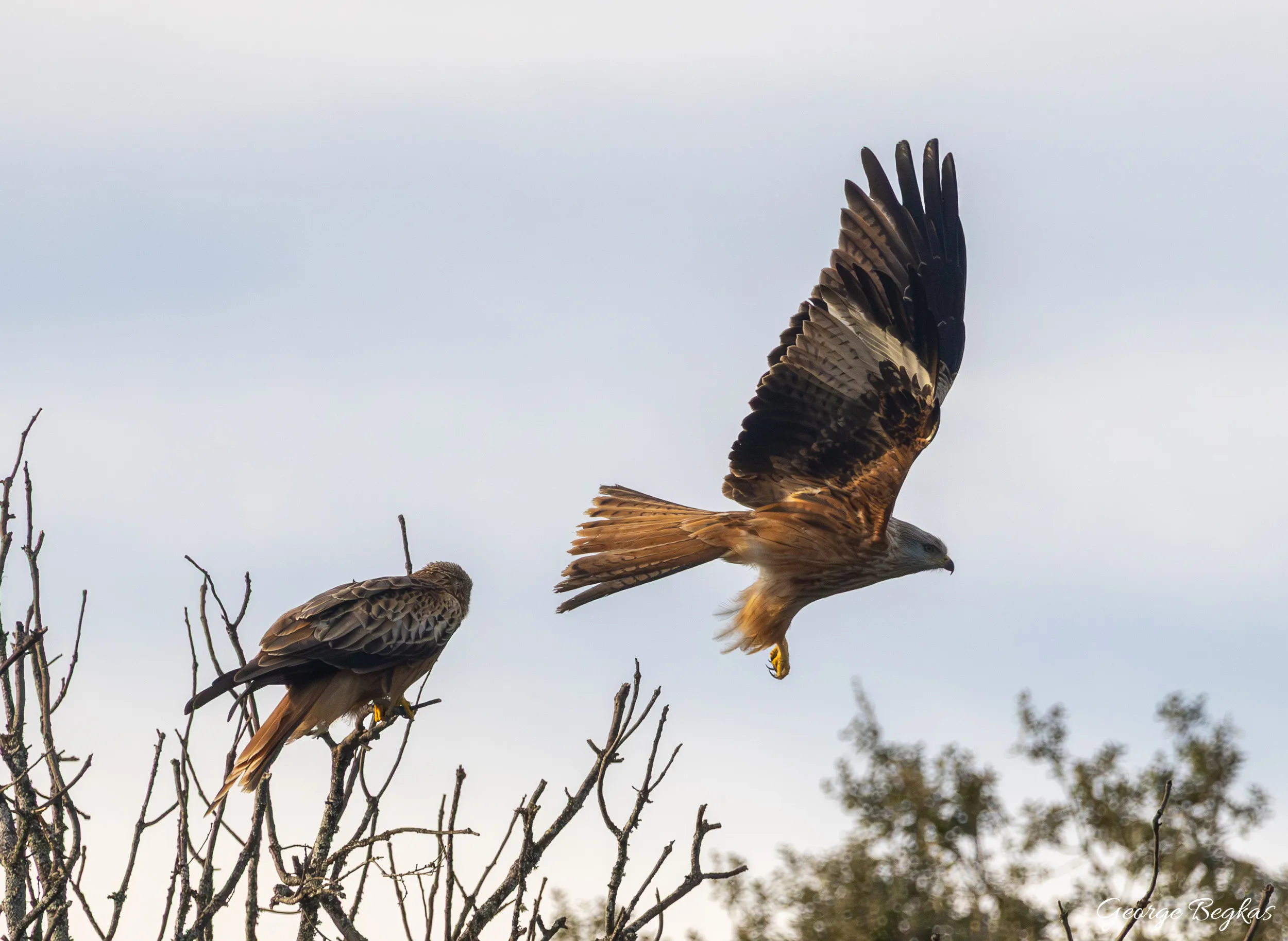 Iberian Wildlife — 90
