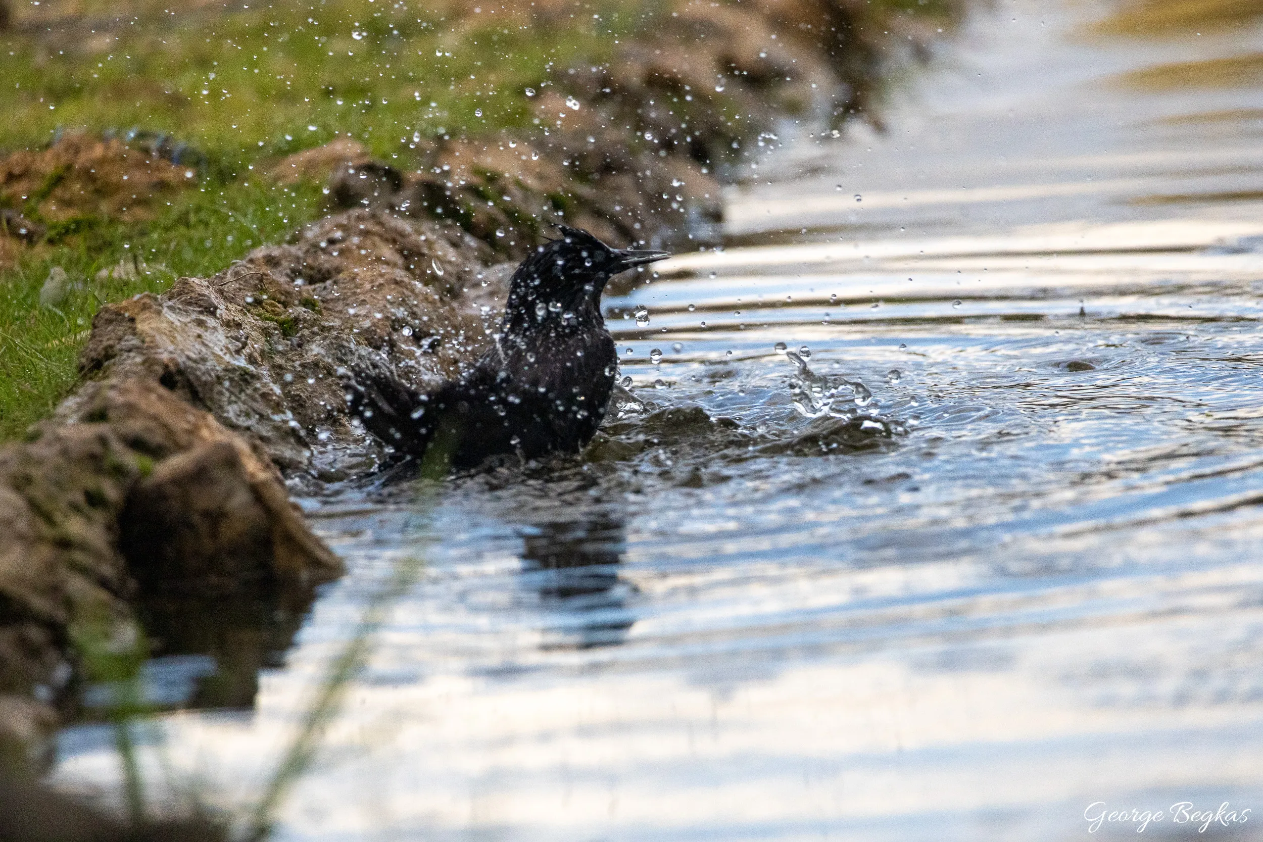 Iberian Wildlife — 91