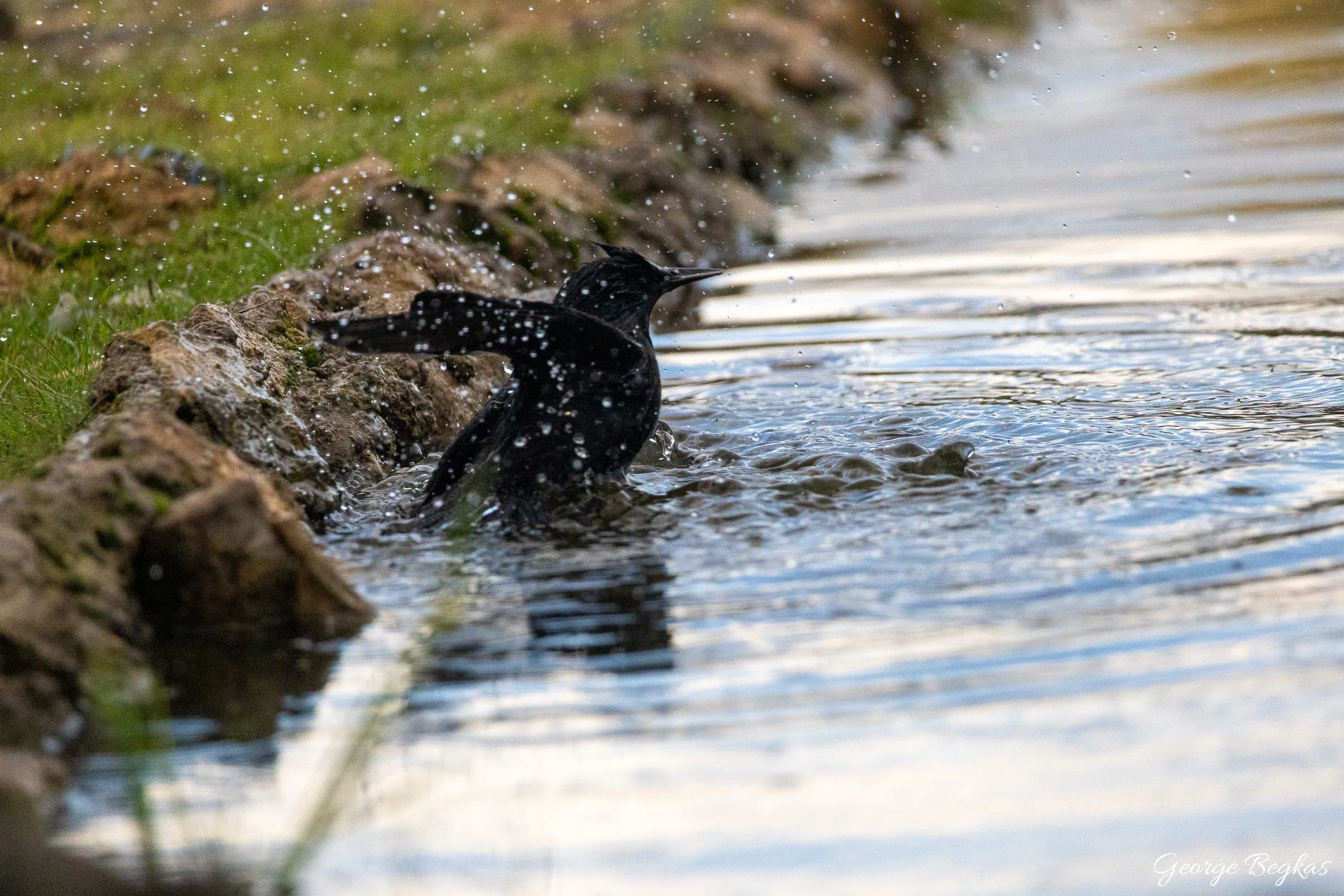 Iberian Wildlife — 92