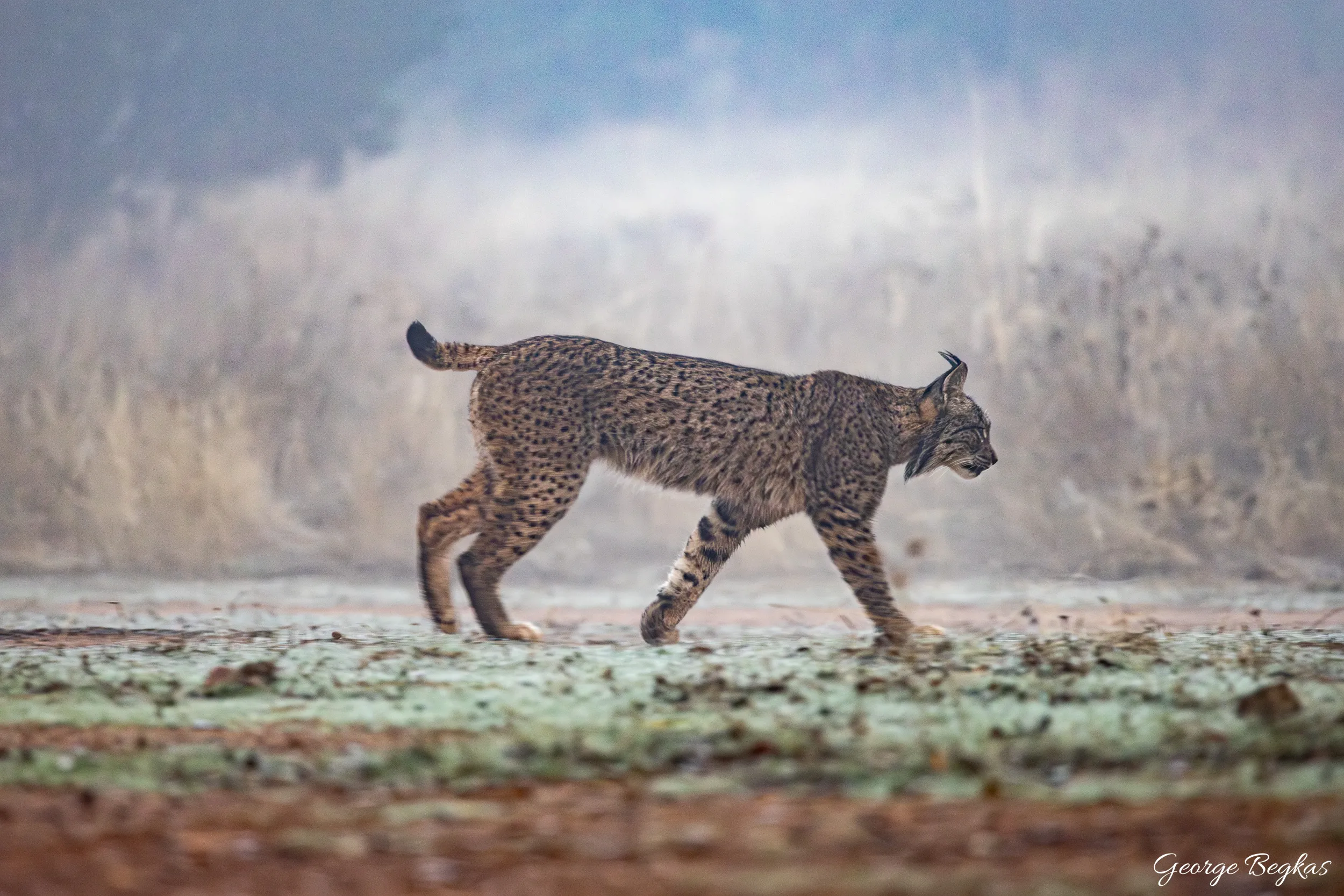 Iberian Wildlife — 93