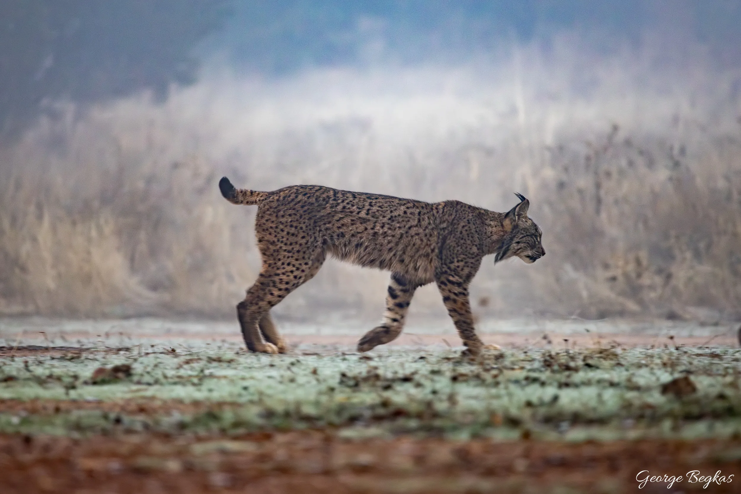 Iberian Wildlife — 1