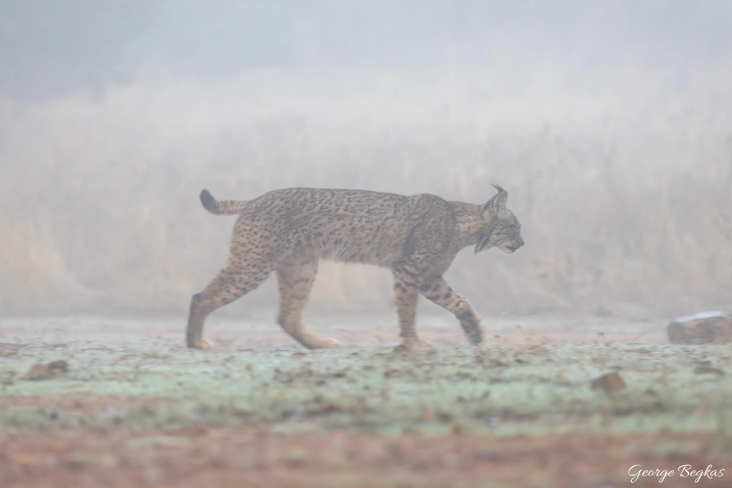 Iberian Wildlife — 2