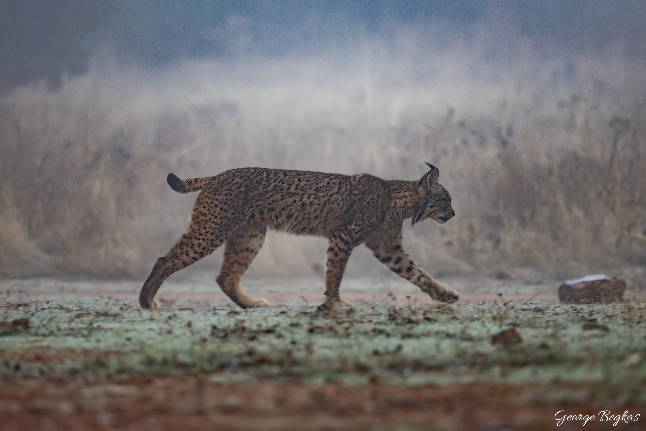 Iberian Wildlife — 3