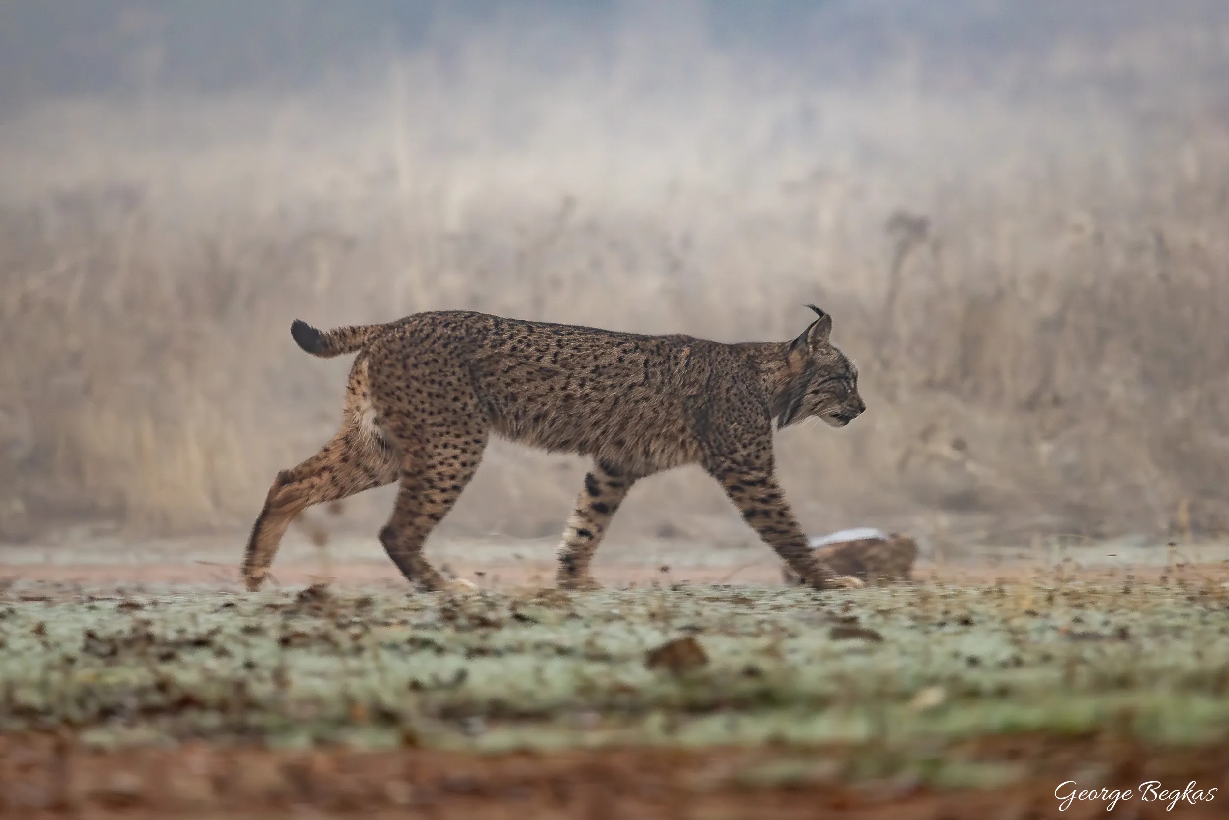 Iberian Wildlife — 4