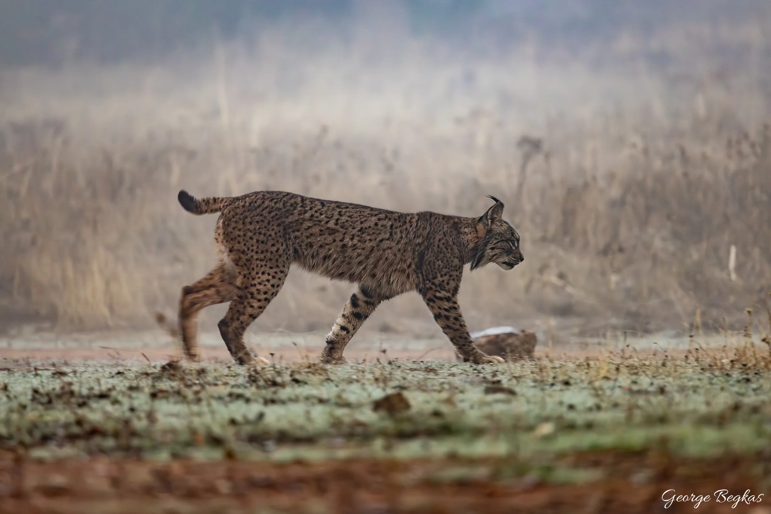 Iberian Wildlife — 5