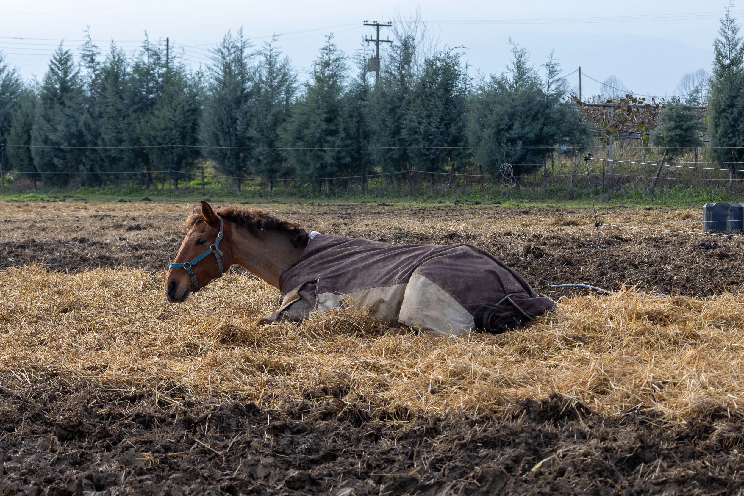 Horses