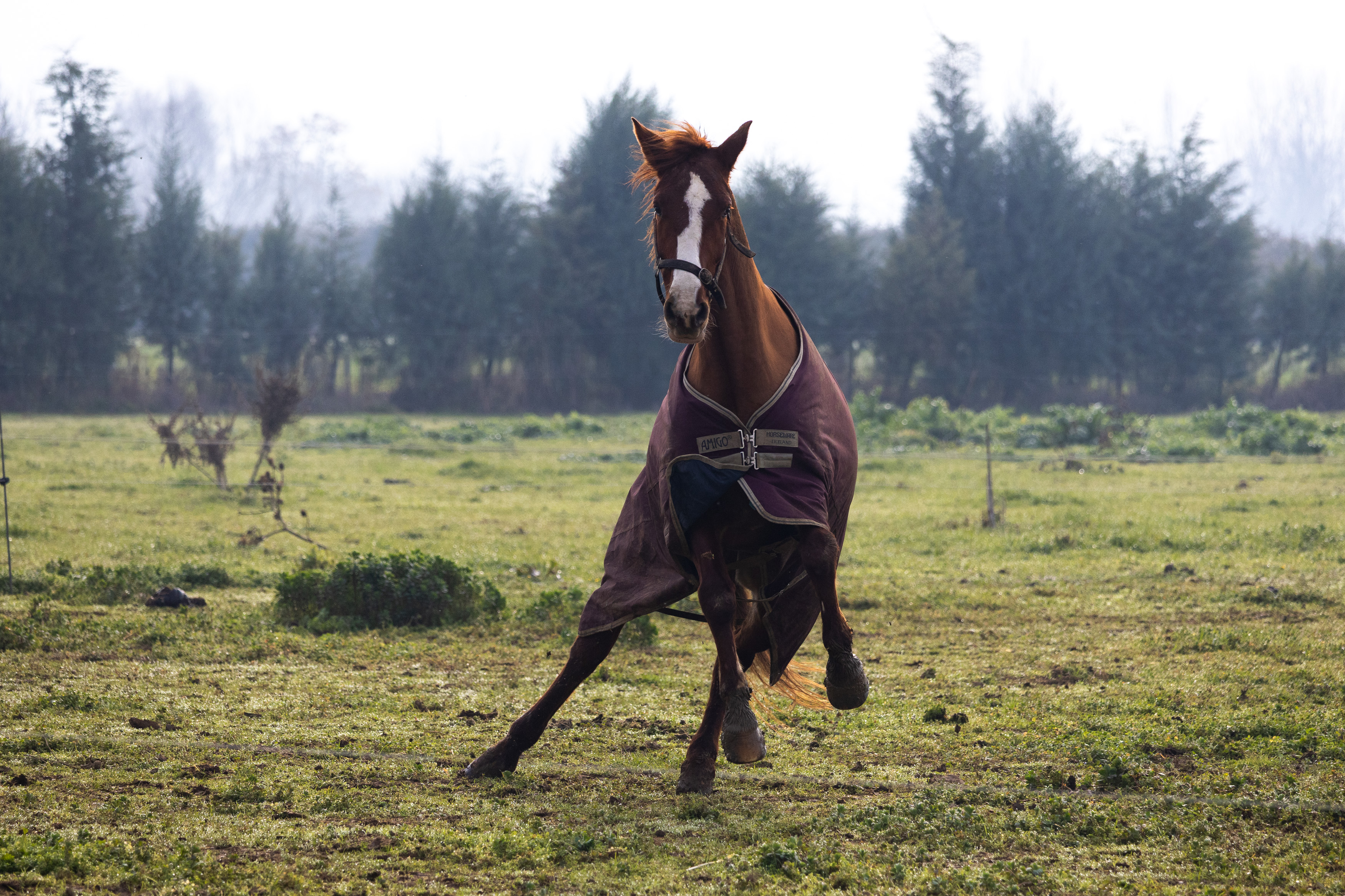 Galloping Hooves